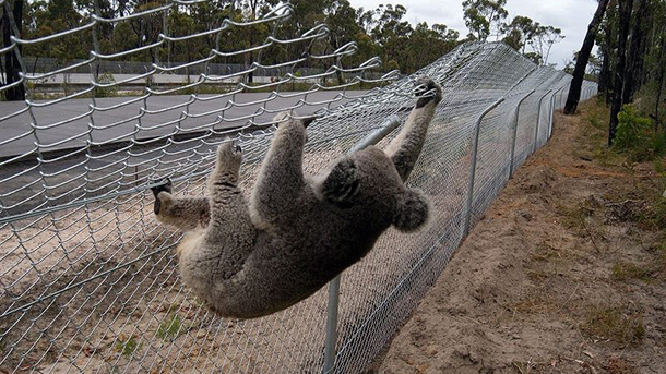 Protecting Roadside Koalas